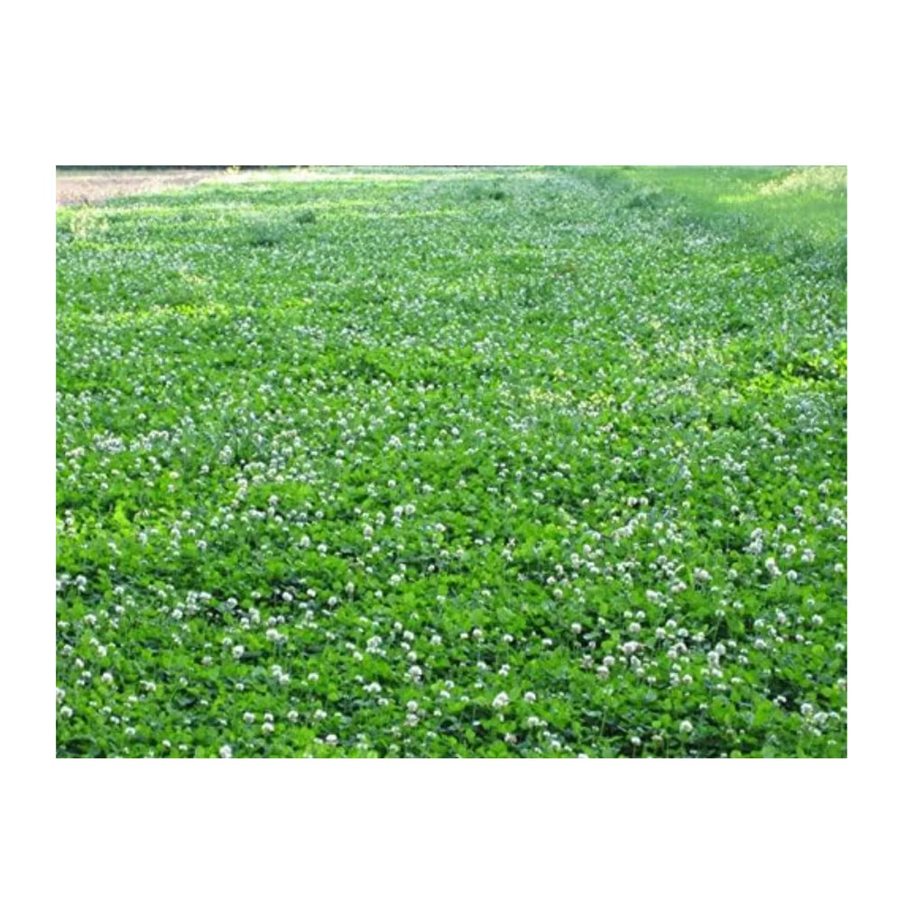5 lbs Perennial White Clover Food Plot Seed U29505