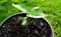 Persimmon Tree Seedling T348386
