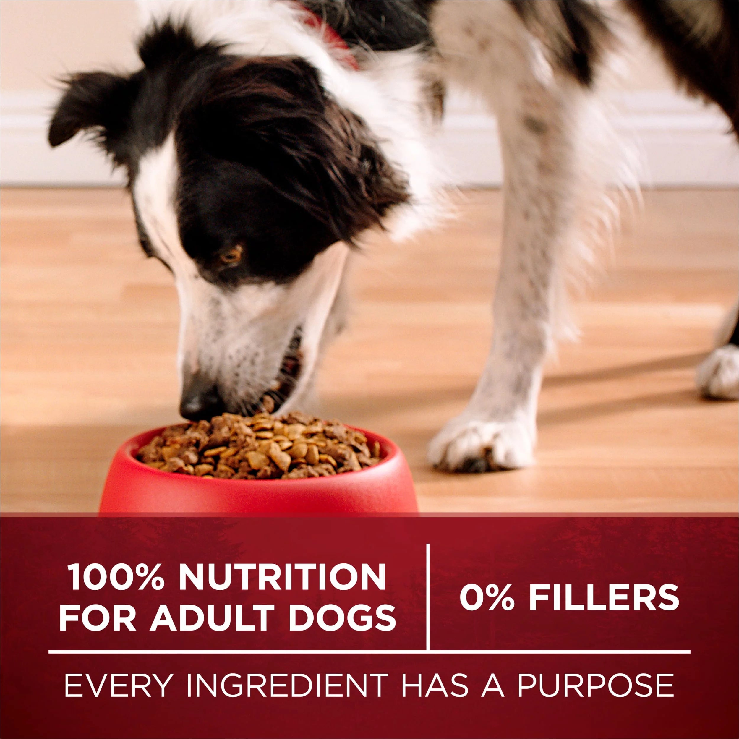 Natural High Protein Dog Food with Real Beef and Salmon and Bone Broth P112