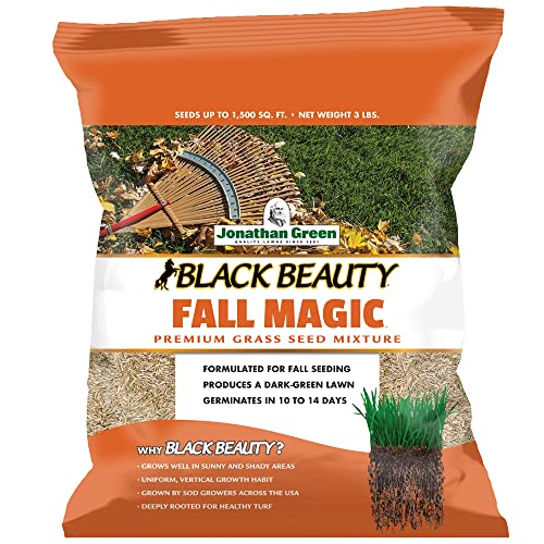 Black Beauty Fall Magic Grass Seed - Cool Season Lawn Seed (3 lb) Q8285