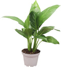 2.5 inch Peace Lily H69219