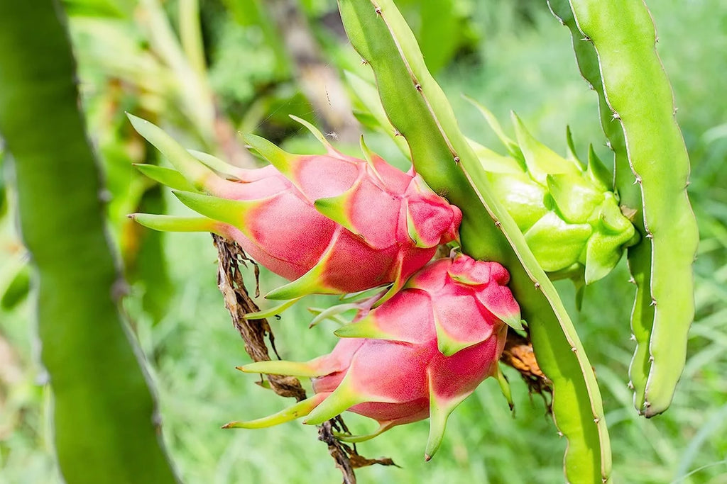 Dragon Fruit Tree - Live Plant in a 6 Inch Pot R216472