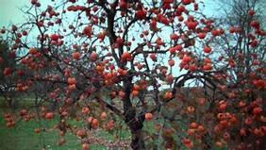 Persimmon Tree Seedling T348386