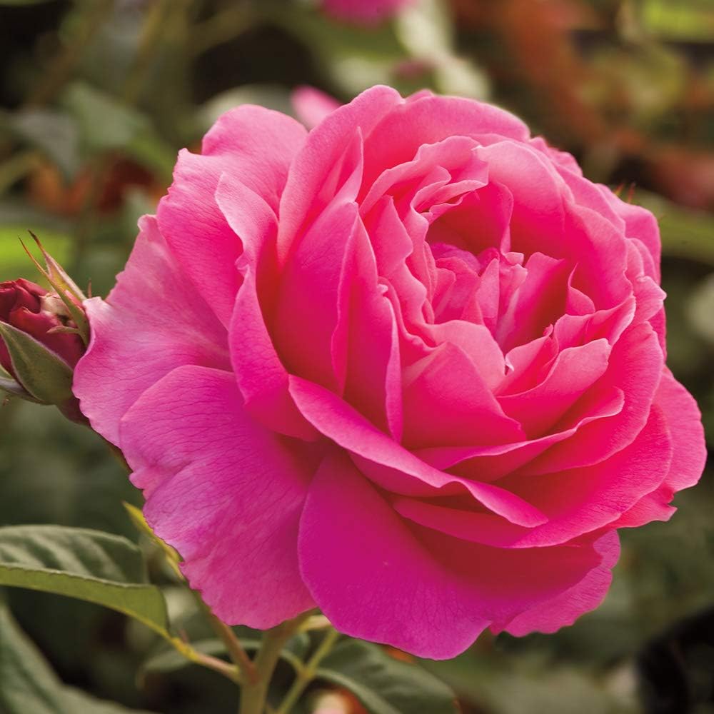Pink Rose Bush, Hybrid Tea Live Plant F40179