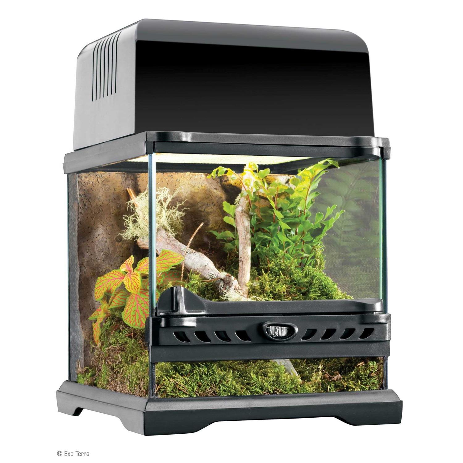 Glass Terrarium X682