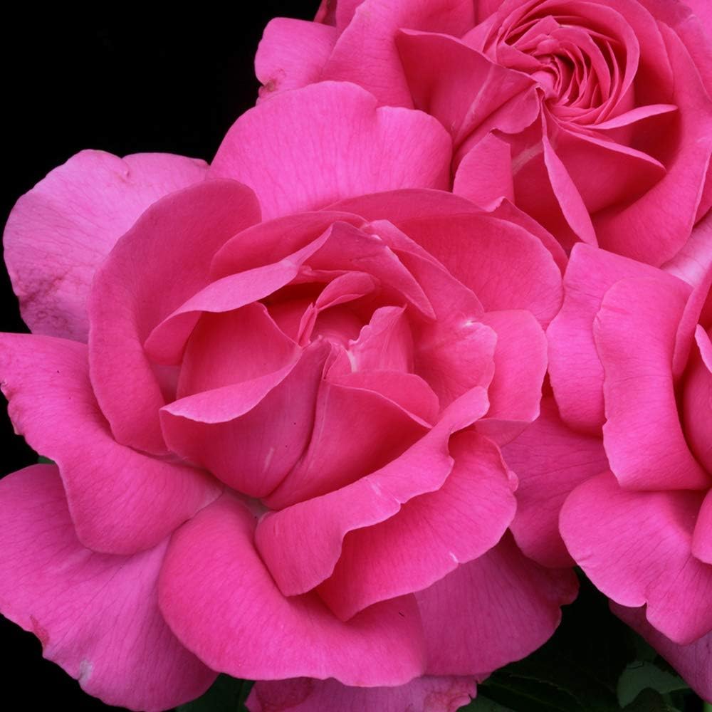 Pink Rose Bush, Hybrid Tea Live Plant F40179