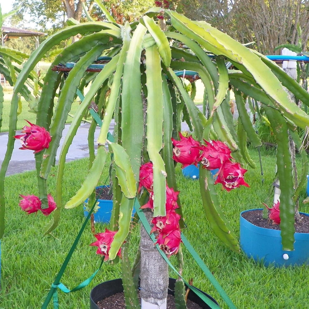 Dragon Fruit Tree - Live Plant in a 6 Inch Pot R216472