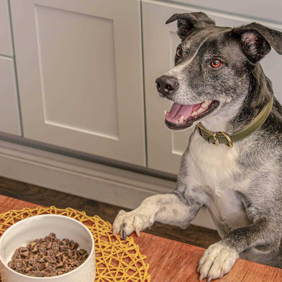 Air Dried Chicken Dog Food N397520