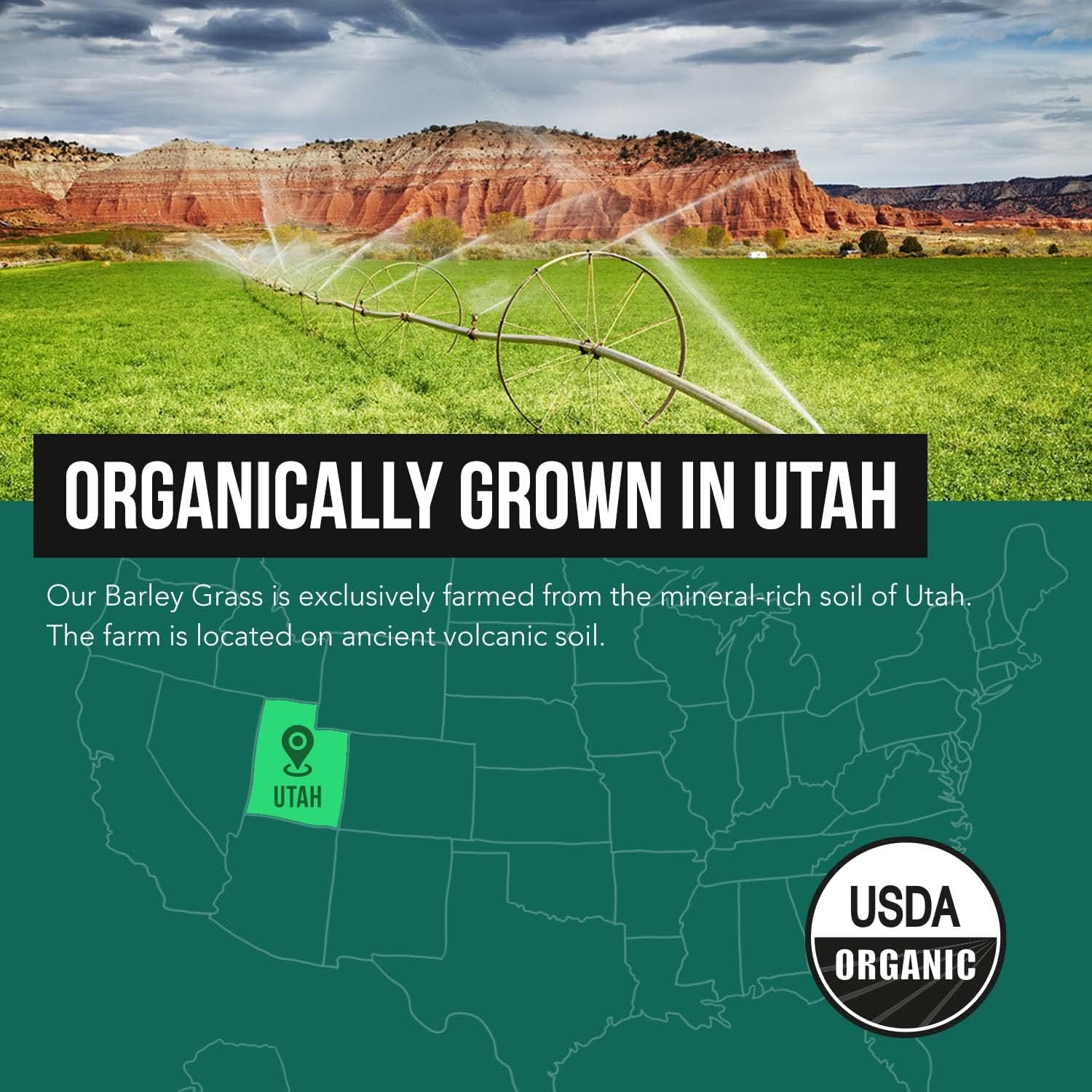 Organic Barley Grass Juice Powder, Cold-Pressed, CO2 Dried, Gluten Free, Vegan, 5.3 oz R457543