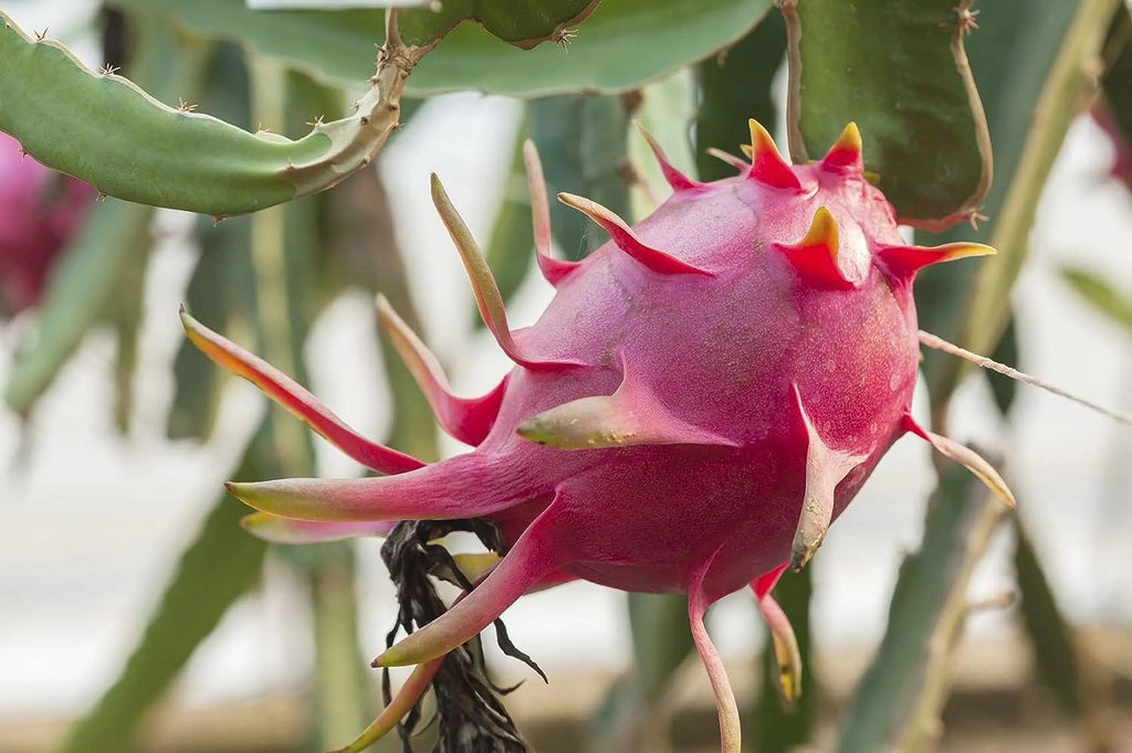 Dragon Fruit Tree - Live Plant in a 6 Inch Pot R216472