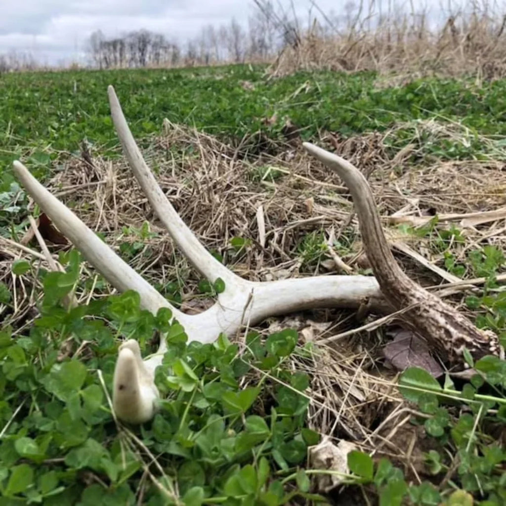 5 lbs Perennial White Clover Food Plot Seed U29505