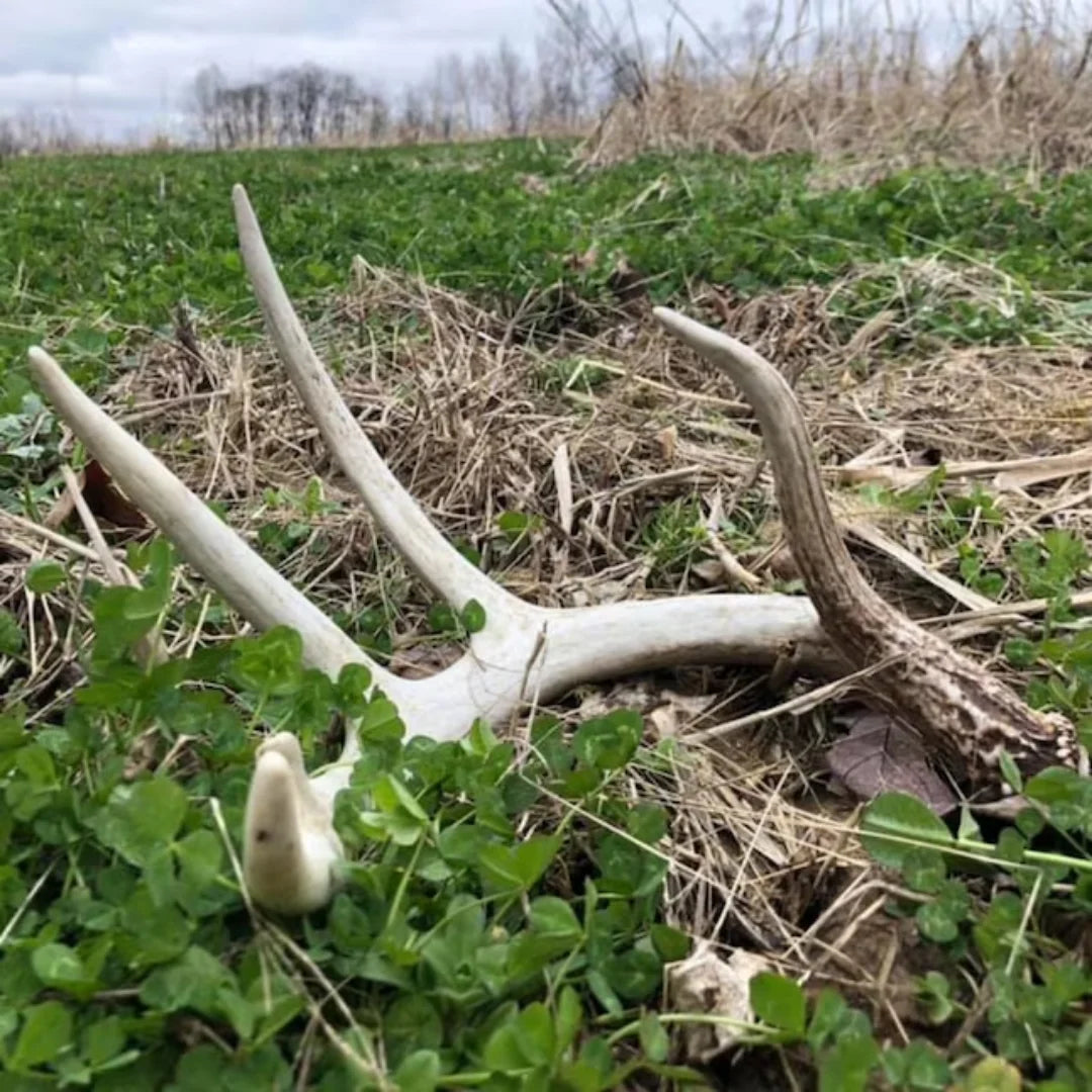 5 lbs Perennial White Clover Food Plot Seed U29505