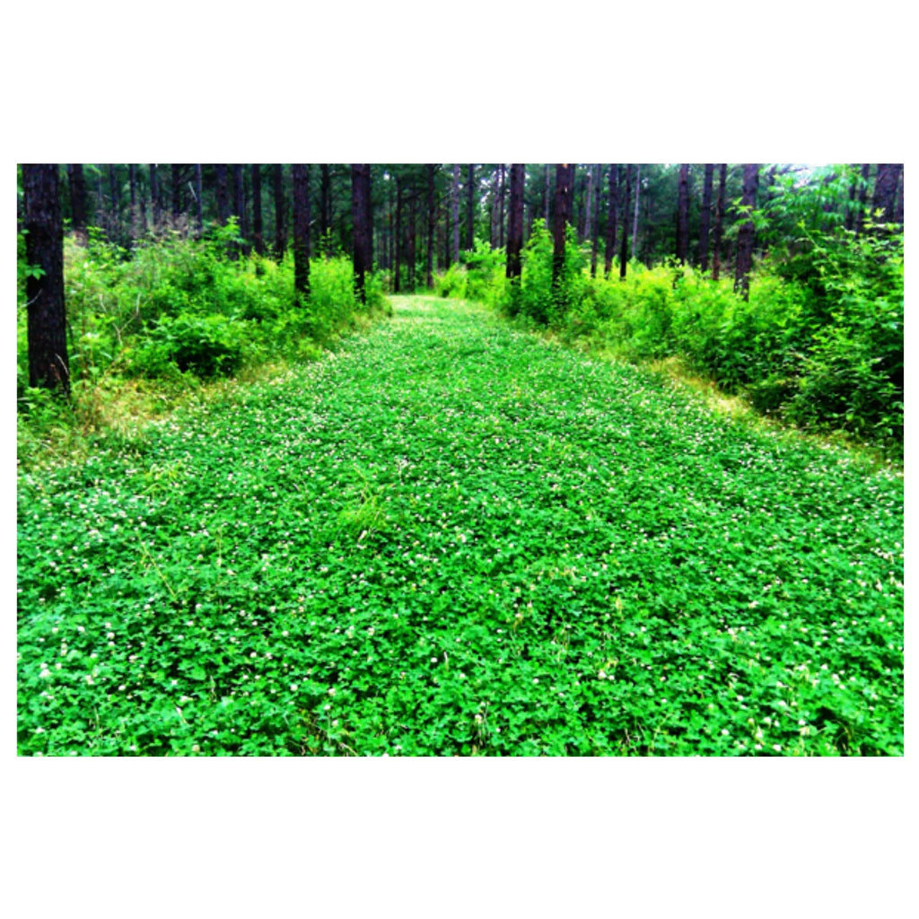 5 lbs Perennial White Clover Food Plot Seed U29505