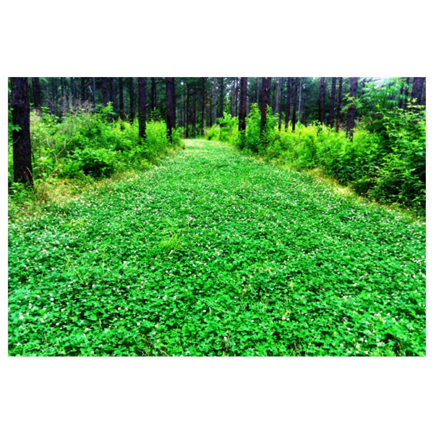 5 lbs Perennial White Clover Food Plot Seed U29505
