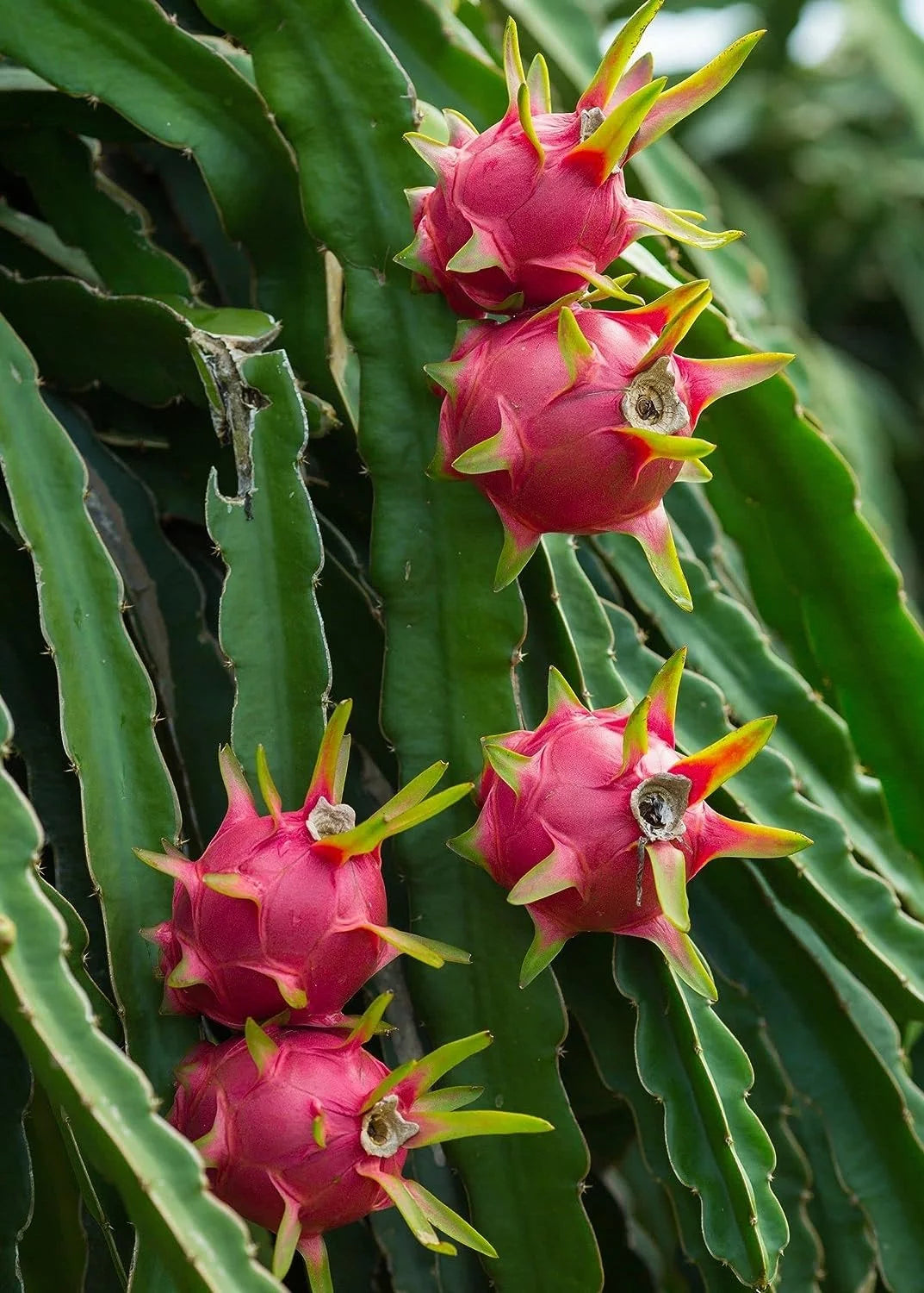 Dragon Fruit Tree - Live Plant in a 6 Inch Pot R216472