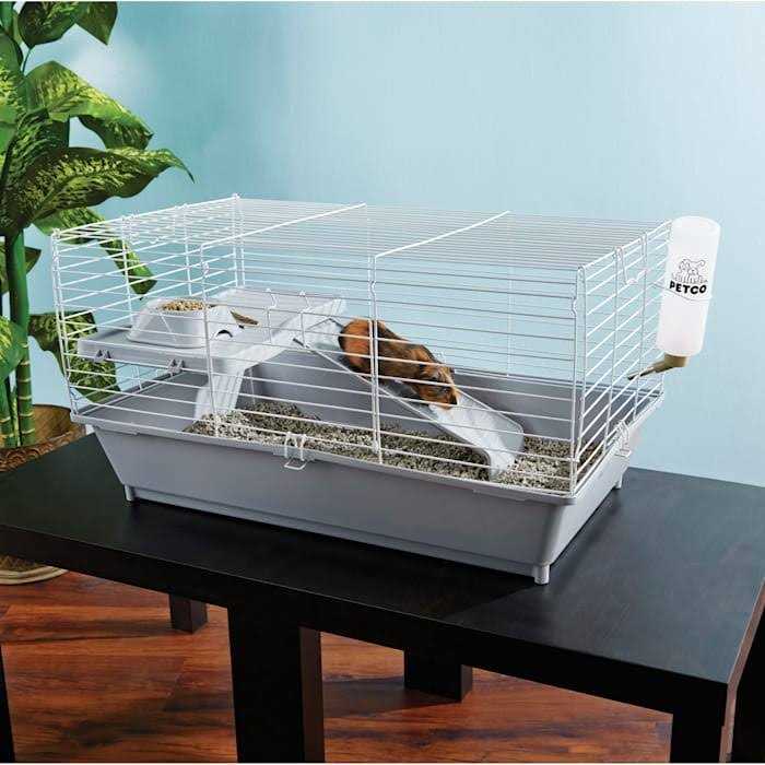 Guinea Pig Starter Kit Y887428