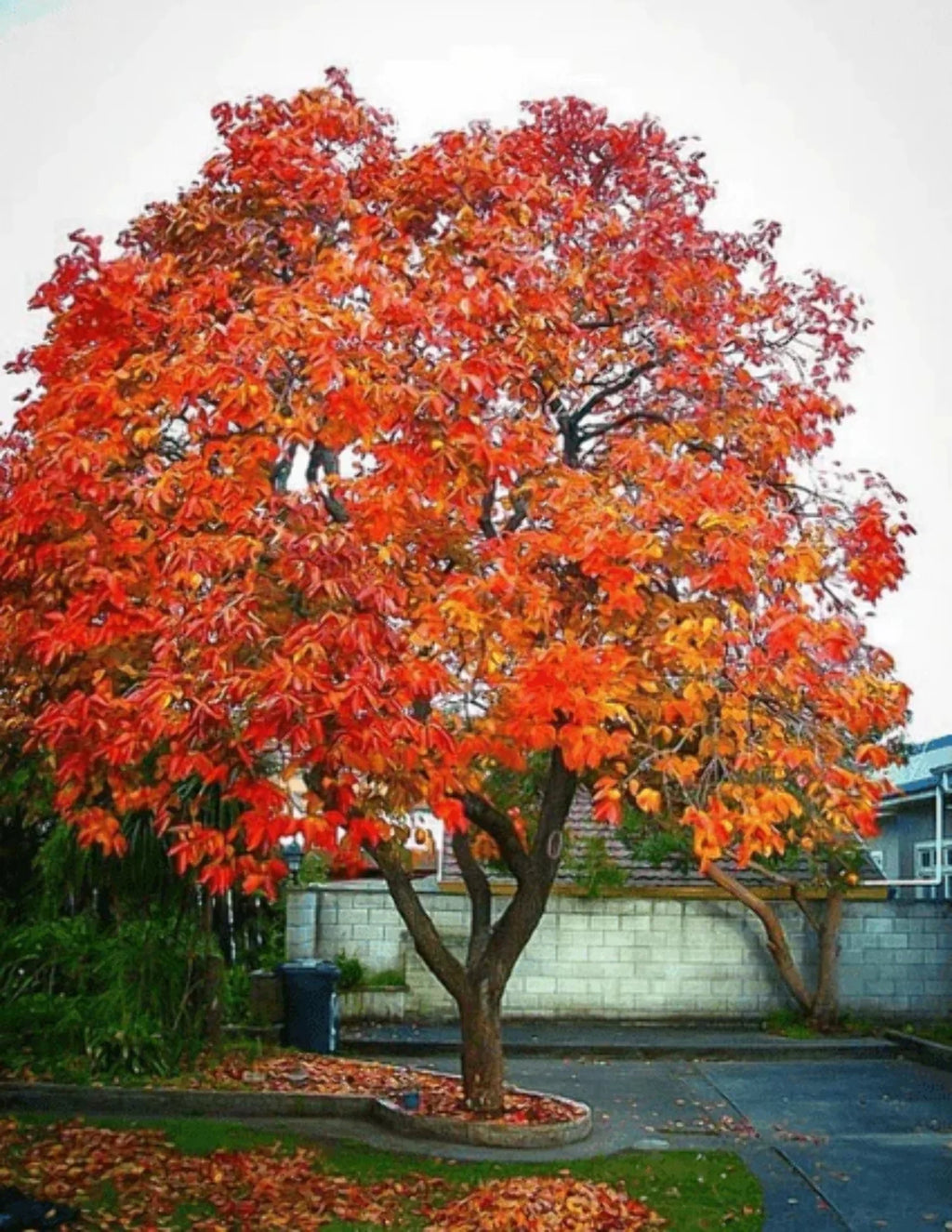Persimmon Tree Seedling T348386