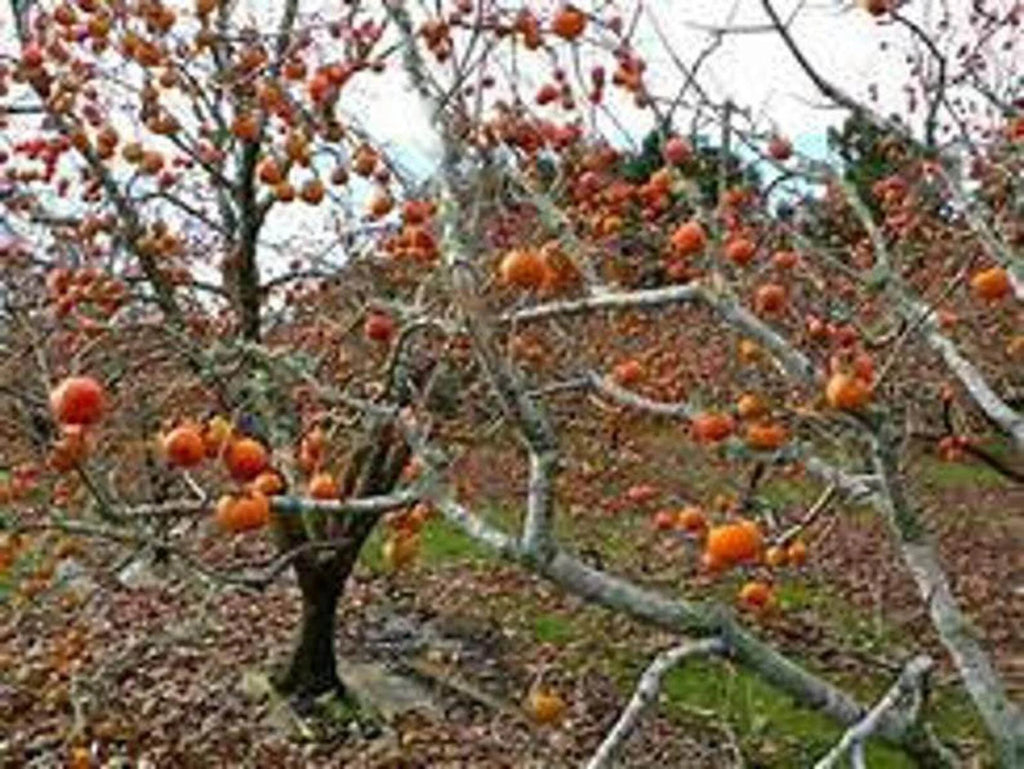 Persimmon Tree Seedling T348386