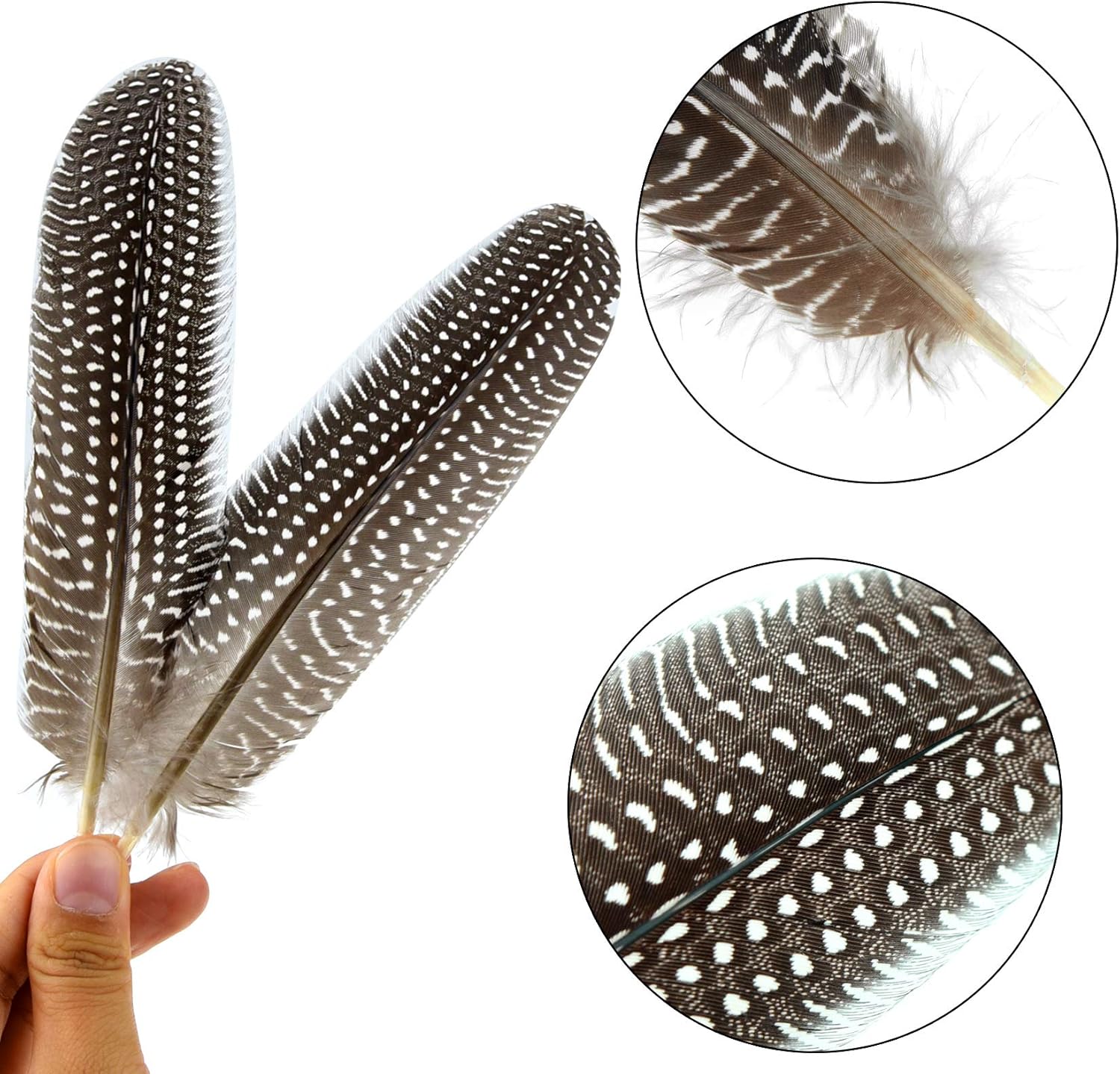 50 Pcs 15-20cm Natural Spotted Pheasant Feathers I391998