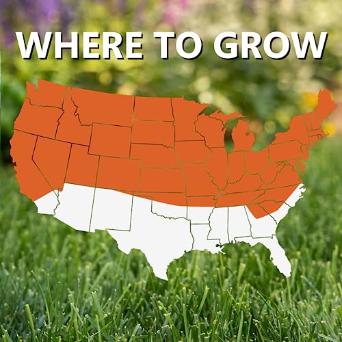 Black Beauty Fall Magic Grass Seed - Cool Season Lawn Seed (3 lb) Q8285