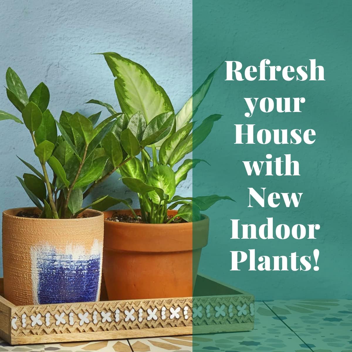 Philodendron 'Velvet' - 3" Pot Live Indoor Plant C172