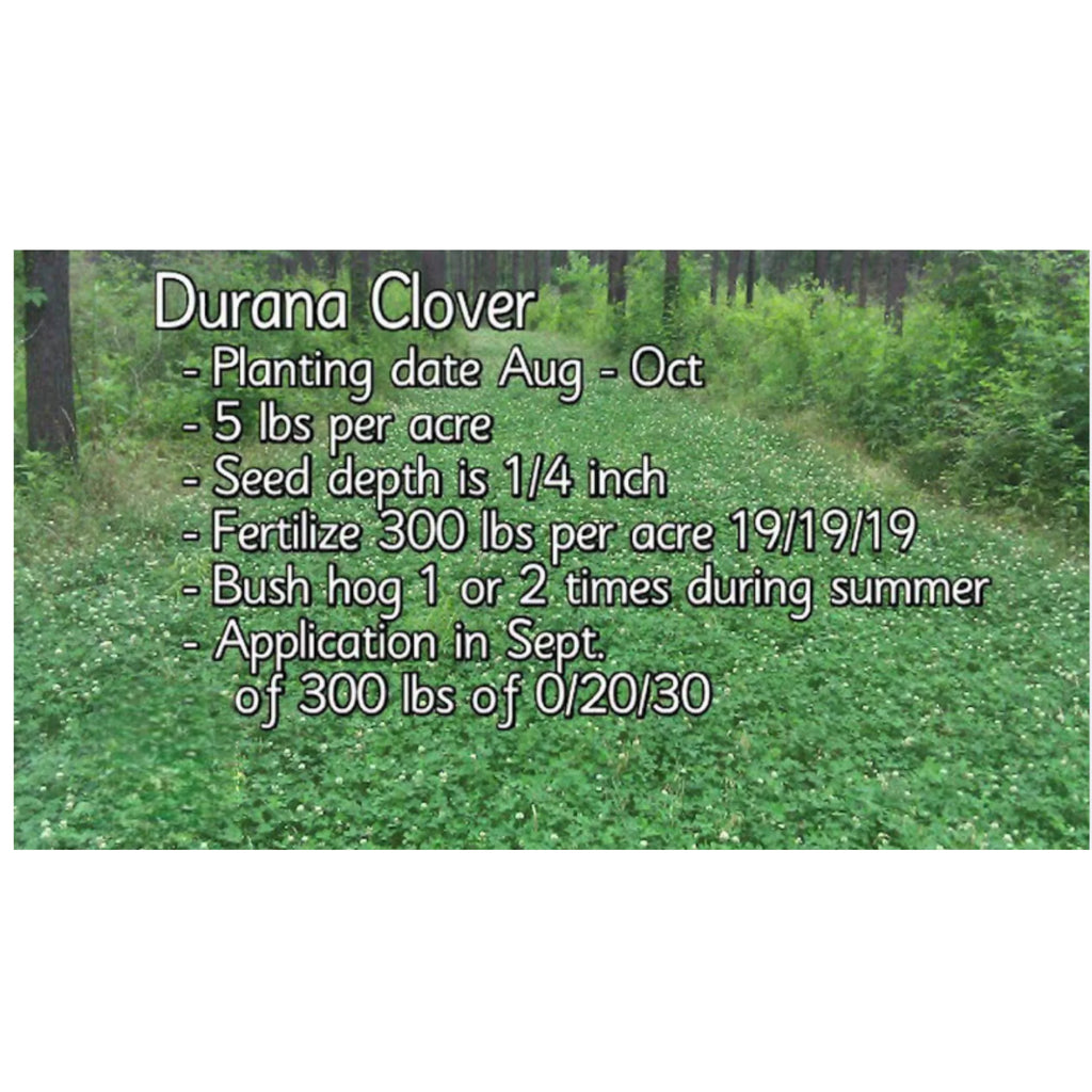 5 lbs Perennial White Clover Food Plot Seed U29505