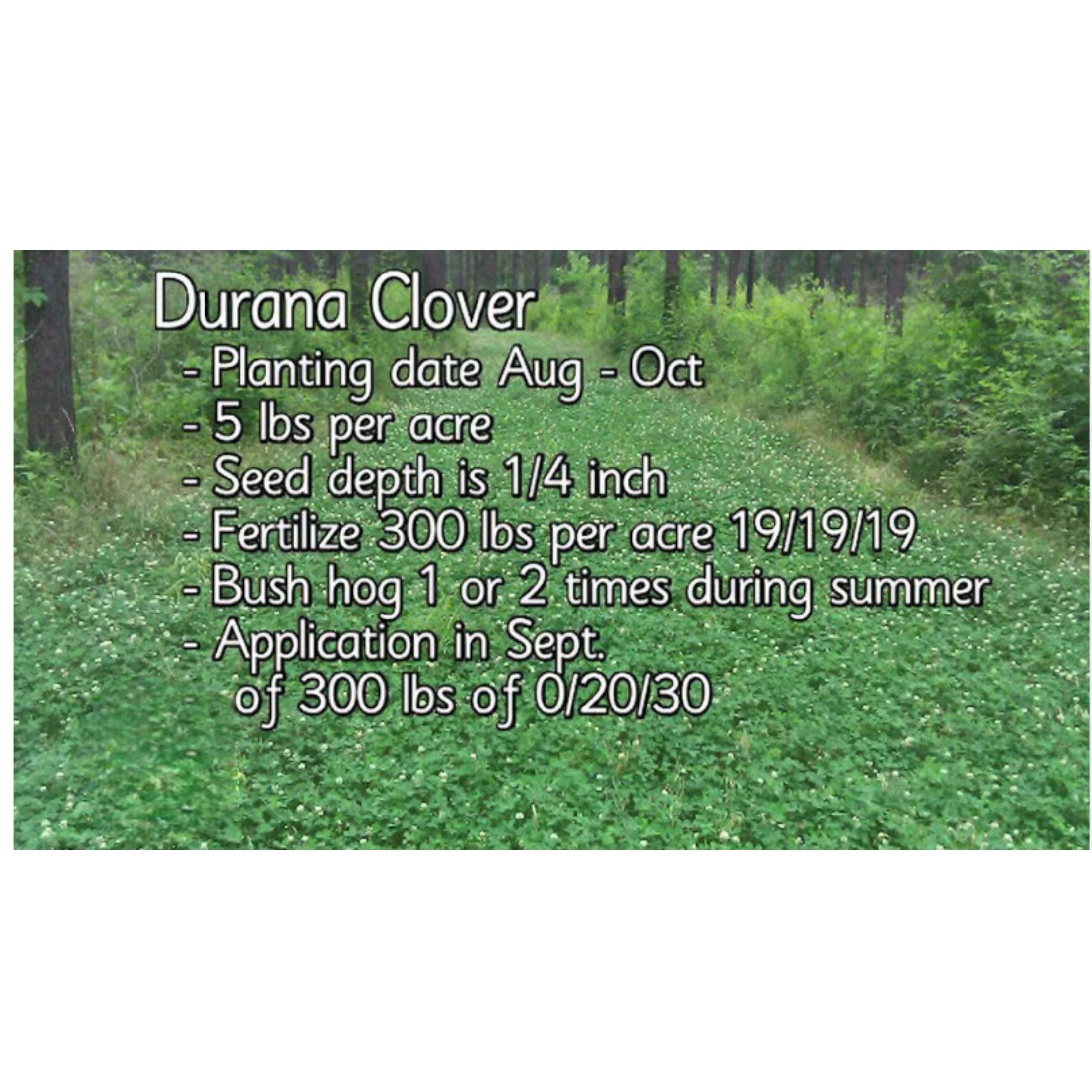 5 lbs Perennial White Clover Food Plot Seed U29505