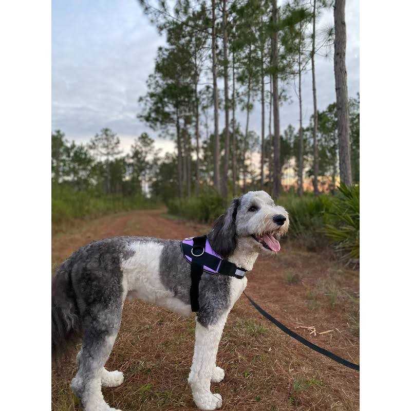 Reflective Adjustable No-Pull Dog Harness K23544