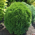 3 gallon Globe Arborvitae Evergreen Shrub R402