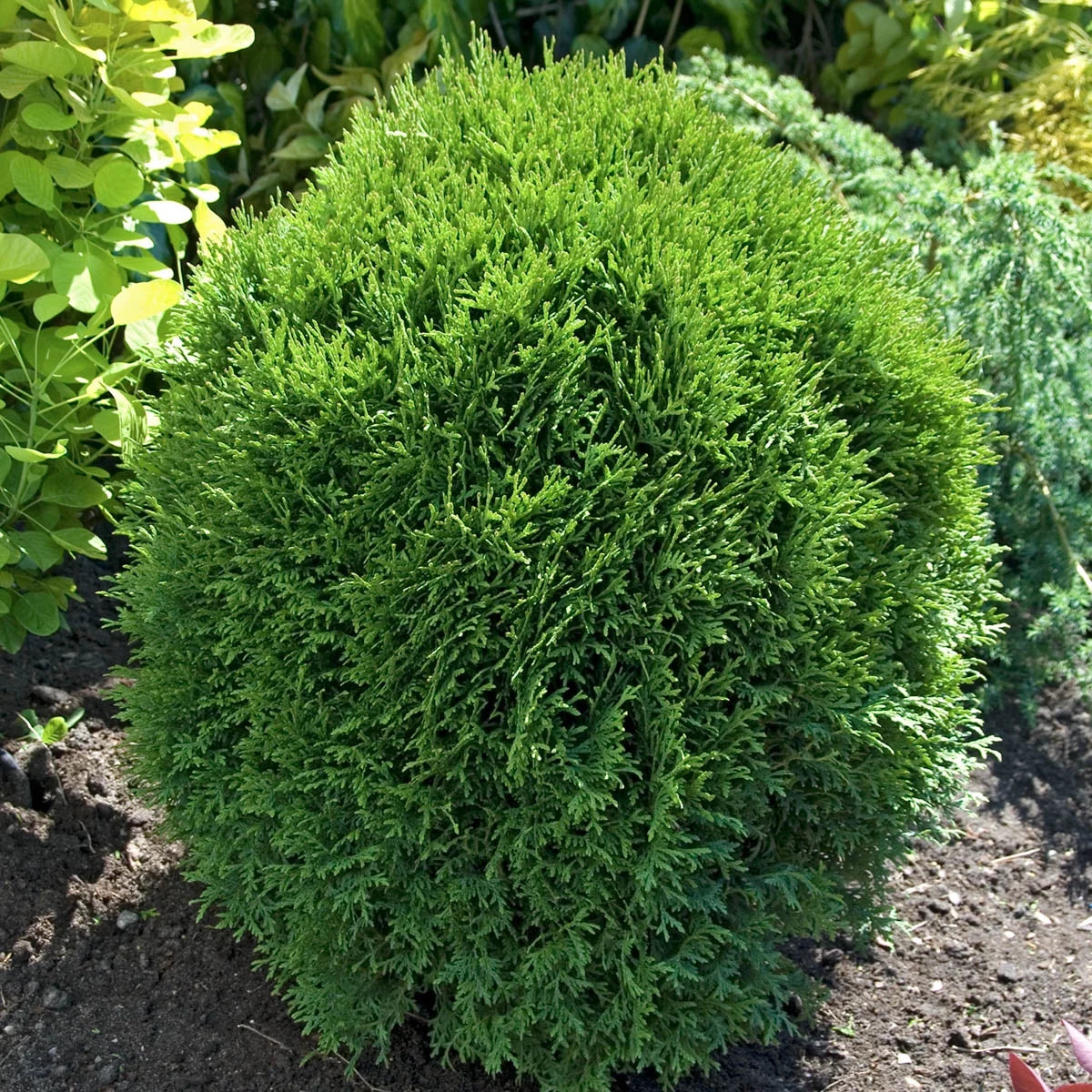 3 gallon Globe Arborvitae Evergreen Shrub R402
