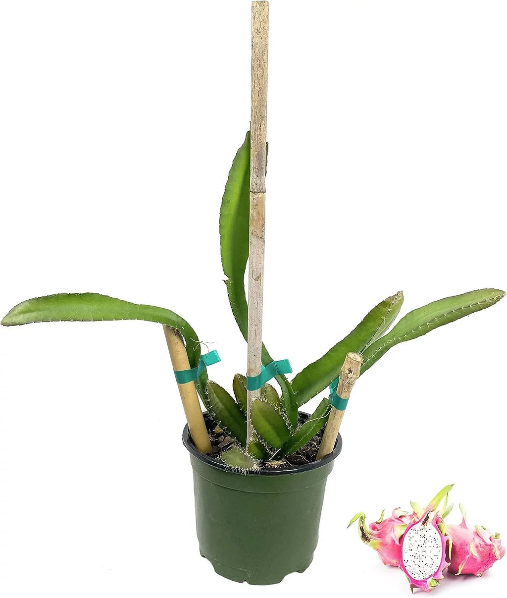Dragon Fruit Tree - Live Plant in a 6 Inch Pot R216472