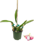 Dragon Fruit Tree - Live Plant in a 6 Inch Pot R216472