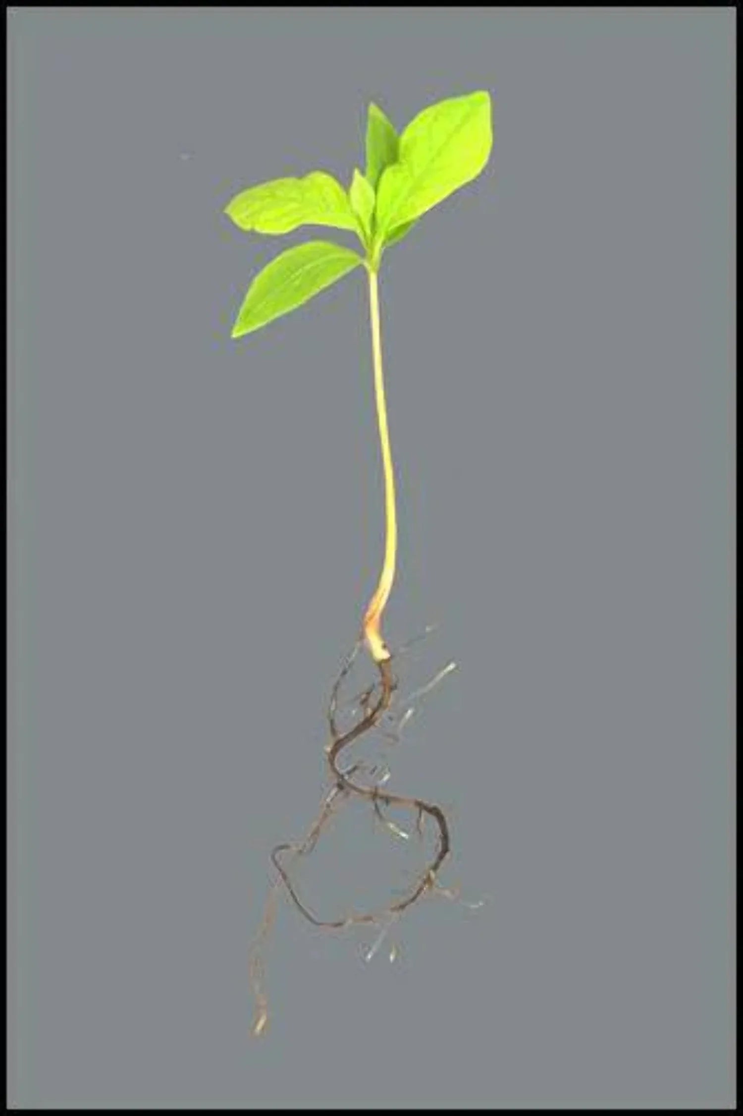 Persimmon Tree Seedling T348386