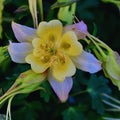 Plant Pot, Purple Yellow Columbine Live Plant, 2.5 Inc Potted T58802