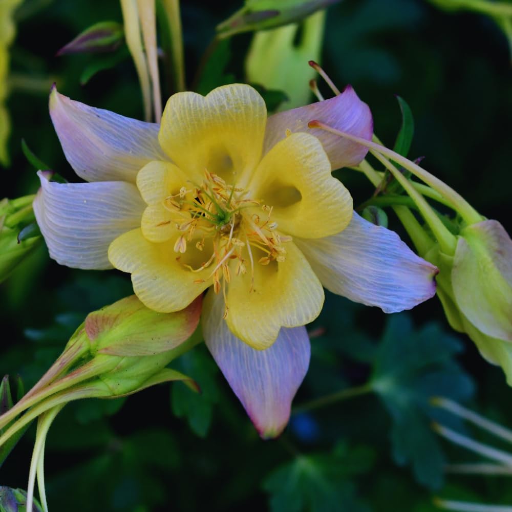 Plant Pot, Purple Yellow Columbine Live Plant, 2.5 Inc Potted T58802