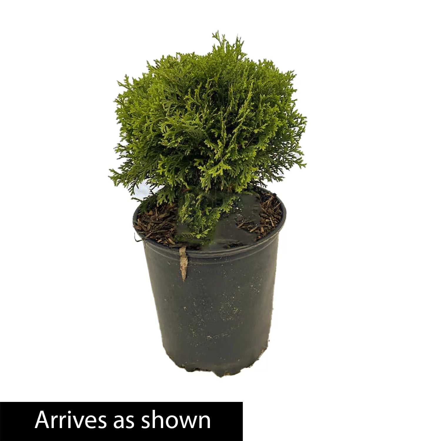 3 gallon Globe Arborvitae Evergreen Shrub R402