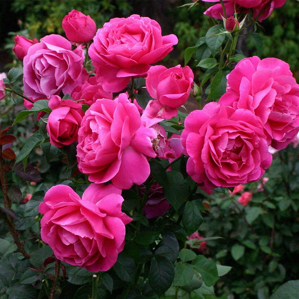 Pink Rose Bush, Hybrid Tea Live Plant F40179