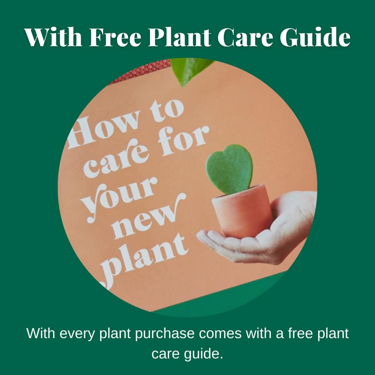 Philodendron 'Velvet' - 3" Pot Live Indoor Plant C172