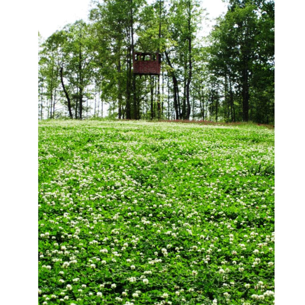 5 lbs Perennial White Clover Food Plot Seed U29505