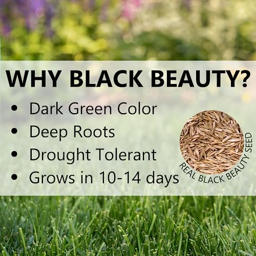 Black Beauty Fall Magic Grass Seed - Cool Season Lawn Seed (3 lb) Q8285